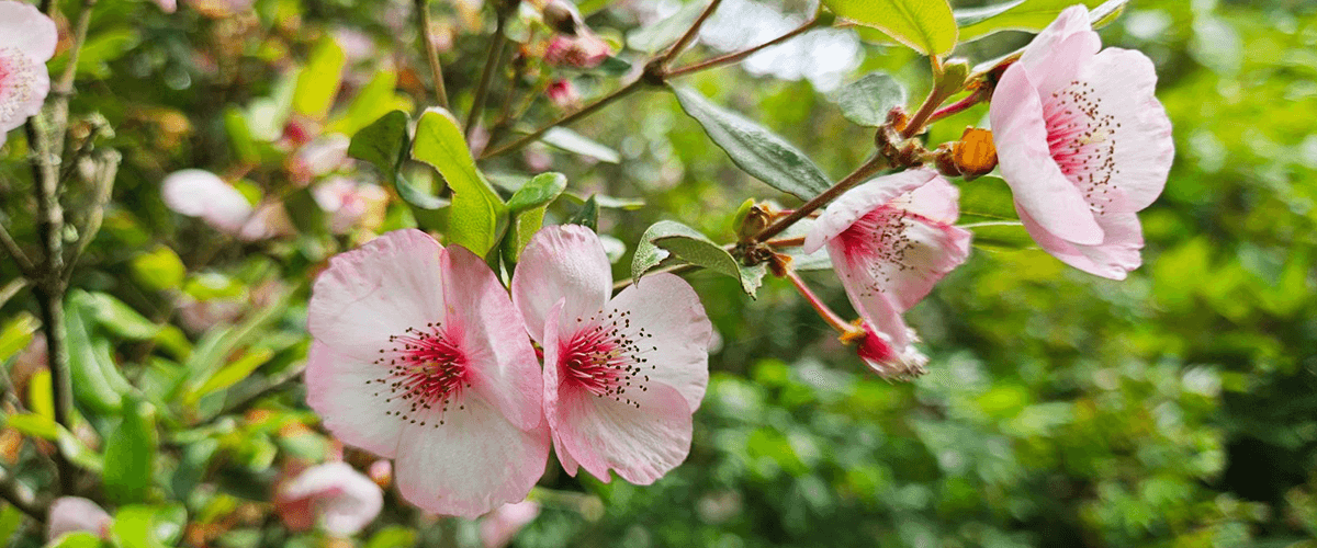 عطر و ادکلن با نت لدر وود (Leatherwood)