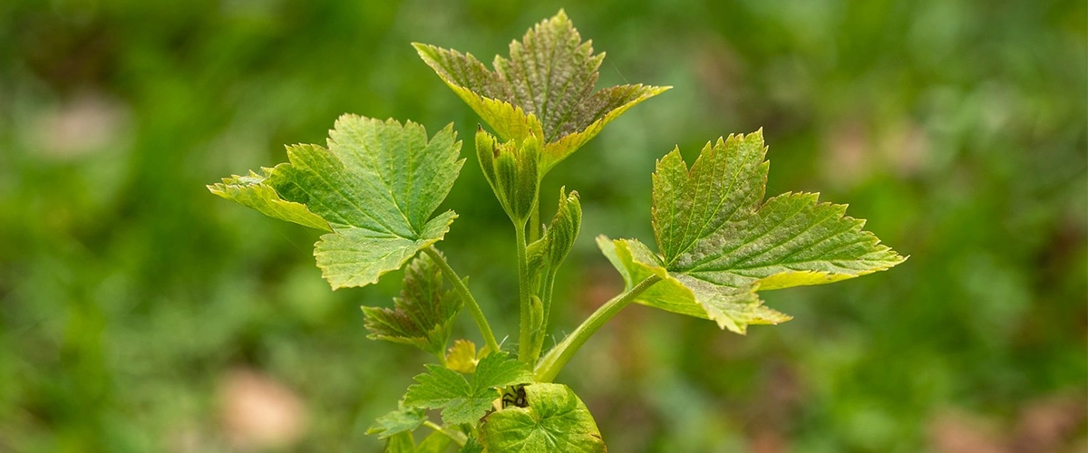 عطر و ادکلن با نت عطر برگ توت (Currant Leaf)