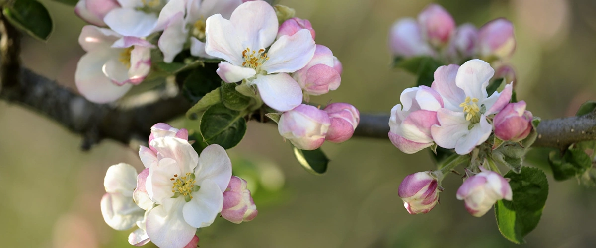 عطر و ادکلن با نت عطر شکوفه سیب (apple blossom)