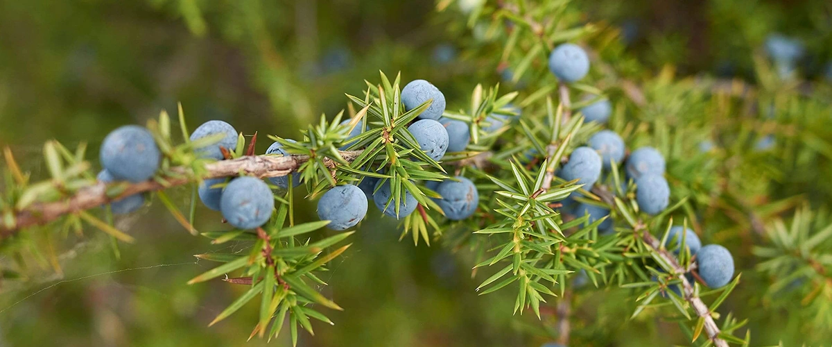 عطر و ادکلن با نت عطر توت ارس (Berries-Juniper)