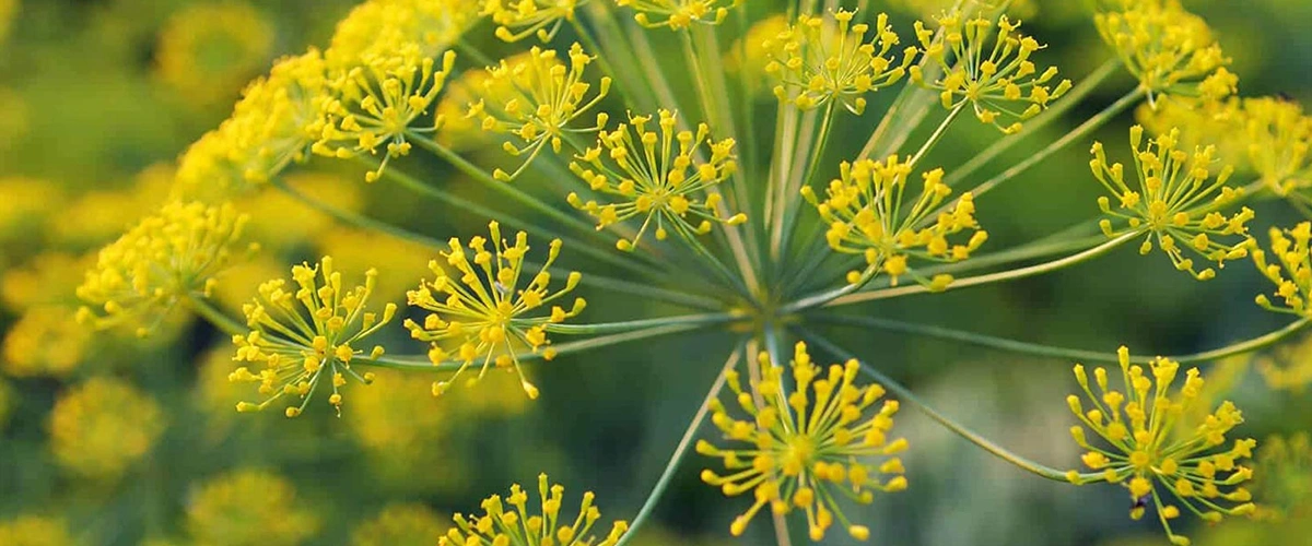 عطر و ادکلن با نت عطر باریجه یا قاسنی یا چلبنا (galbanum)