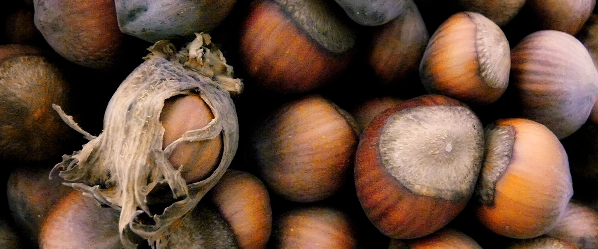 عطر و ادکلن با نت عطر فندق (hazelnut)