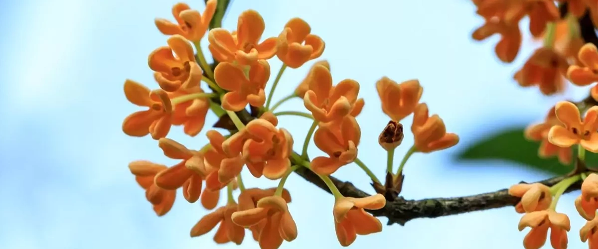 عطر و ادکلن با نت عطر اسمانتوس (osmanthus)